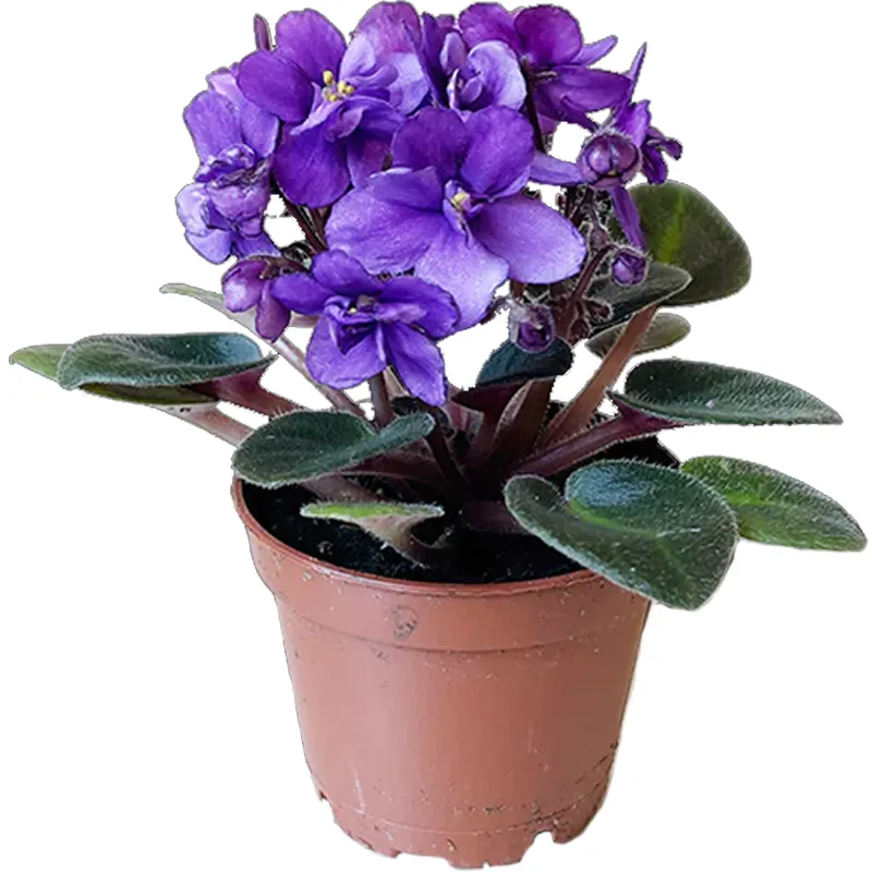 Фиалка горшечная фиолетовая
