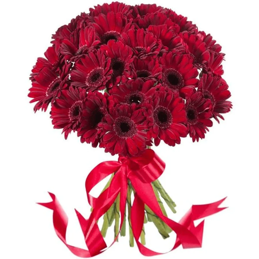 Гербера бордовая